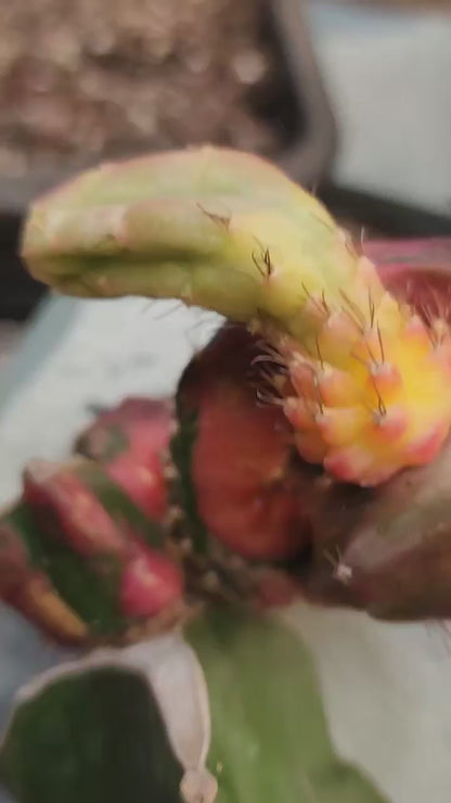 Myrtillocalycium cv. 'Polyp'