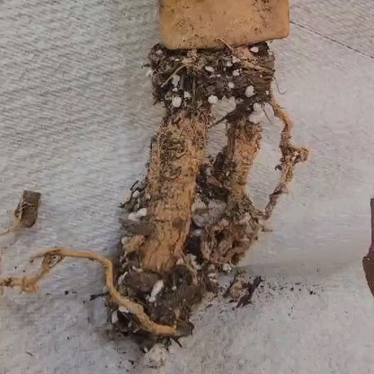 Mammillaria Perezdelarosae v. Andersoniana f. cristata