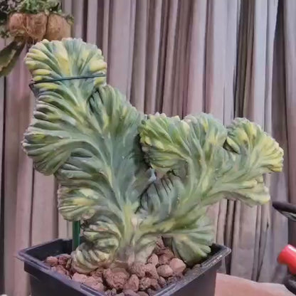 Myrtillocactus geometrizans variegata monstrose