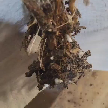 Kleinia neriifolia - Senecio Kleinia - Mermaid Legs - Over 17" Tall!