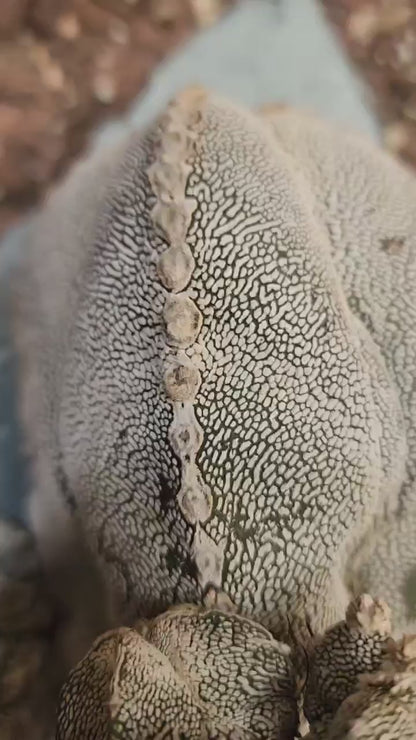 Astrophytum Myriostigma cv. Onzuka with Pups