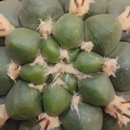 Gymnocalycium saglionis