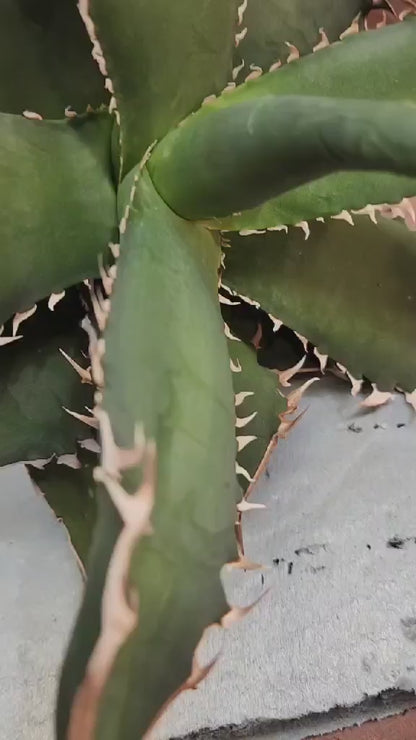 Agave titanota FO-076