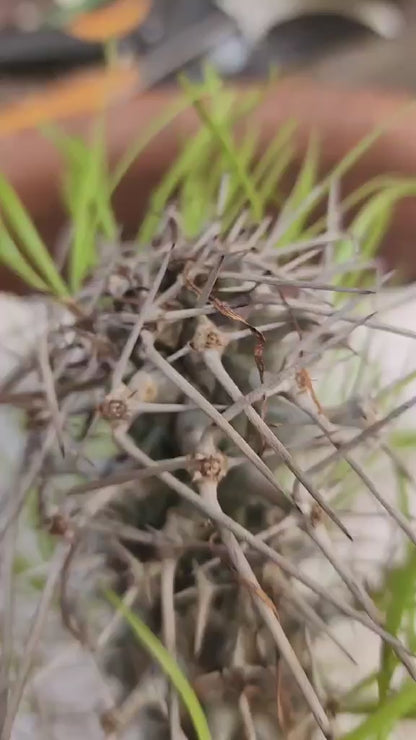 Didierea madagascariensis - Octopus Tree