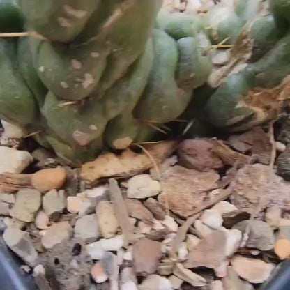 Eulychnia castanea spiralis cristata - Crested Unicorn Cactus