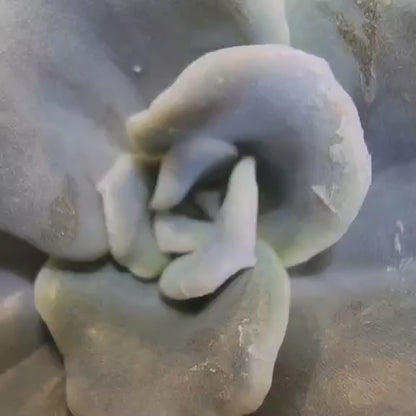 Echeveria 'Crispate Beauty'