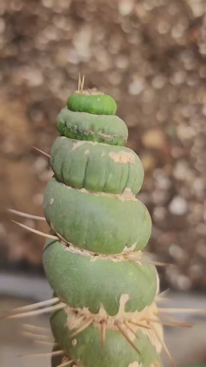 Eulychnia castanea spiralis - Unicorn Cactus - 20" Tall!