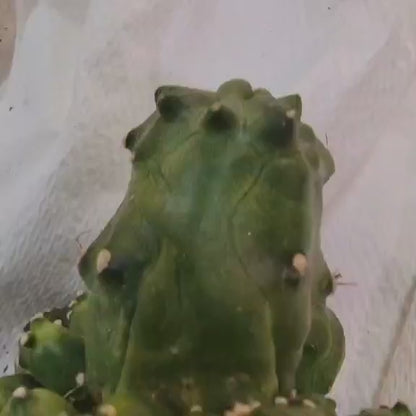 Echinopsis aurea subs. shaferi f. monstruosa