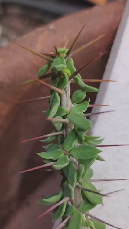 Euphorbia beharensis