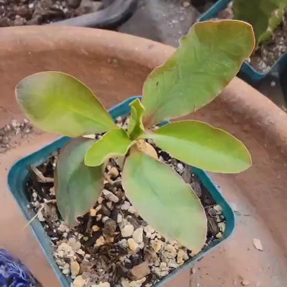 Euphorbia ecklonii