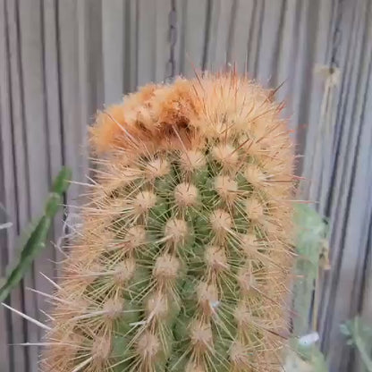 Espostoa (Vatricania) Guentheri - 35" Tall!  Red Foxtail Cactus