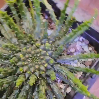 Euphorbia flanaganii - Medusa's Head