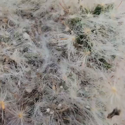 Mammillaria bocasana cv. multilanata f. cristata