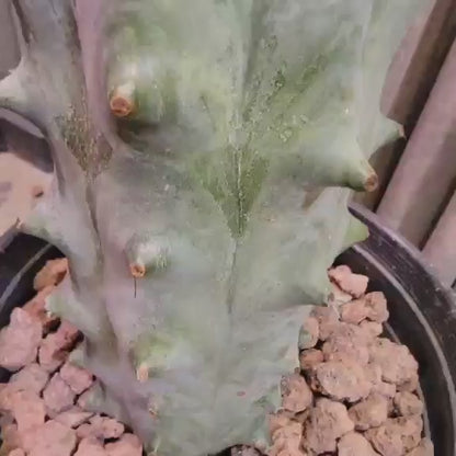 Stenocereus beneckei f. inermis - 3 Feet Tall!