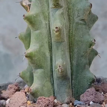 Stenocereus beneckei f. inermis - 16" Talll!