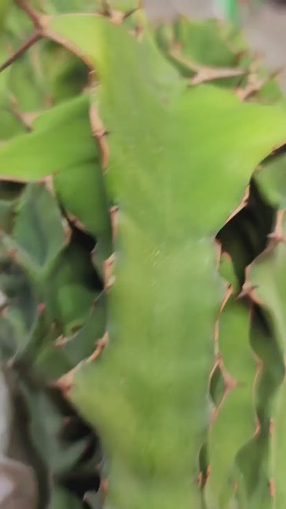 Euphorbia nyikae var. neovolkensii