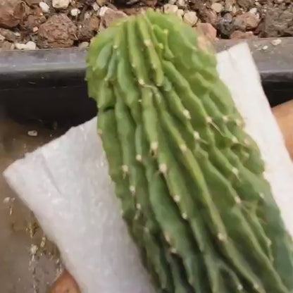Neobuxbaumia polylopha inermis