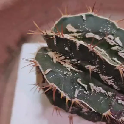 Astrophytum ornatum cv. Fukuryu Hania - Japan