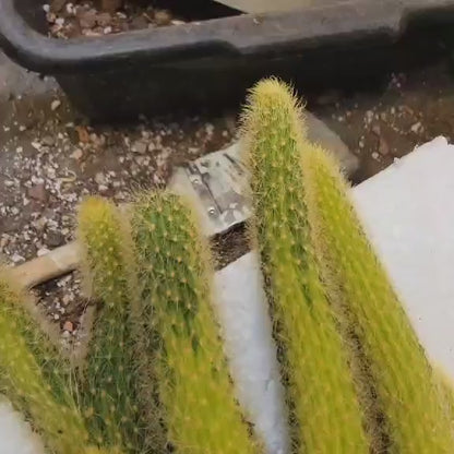 Cleistocactus winteri cristata – Crested Golden Rat Tail Cactus