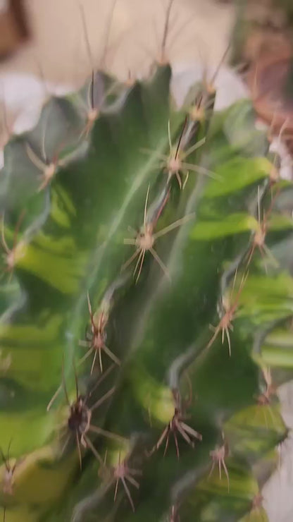 Thelocactus setispinus variegata