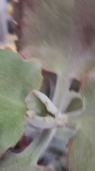 Kalanchoe beharensis ‘Fang’