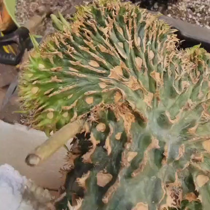 Euphorbia viguieri var. capuroniana cristata