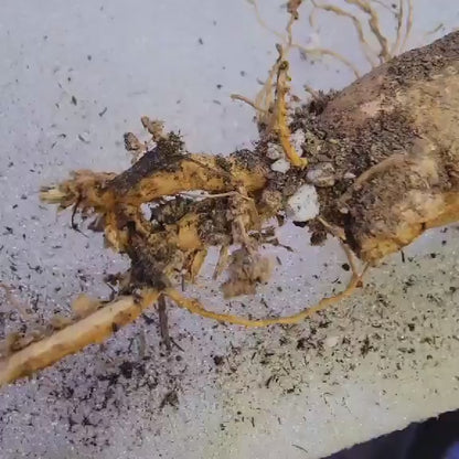 Pilosocereus Pachycladus variegata - Very Rare - 27" Tall!!  Wish List!