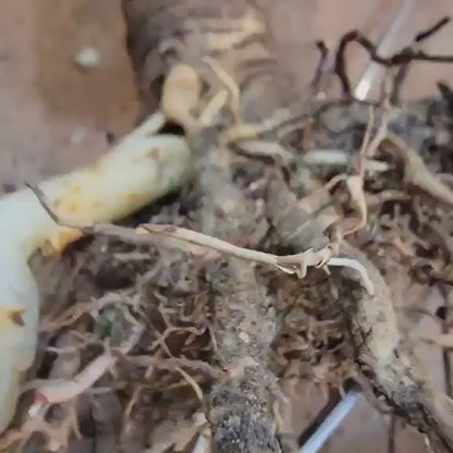 Agave decipiens - False Sisal - Florida Agave