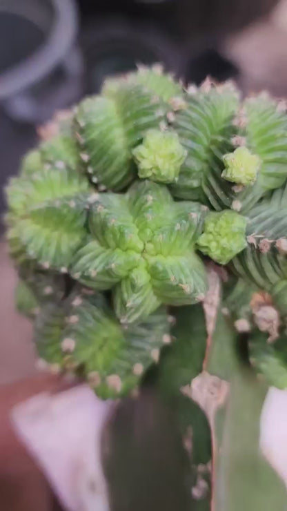 Aztekium Valdezii