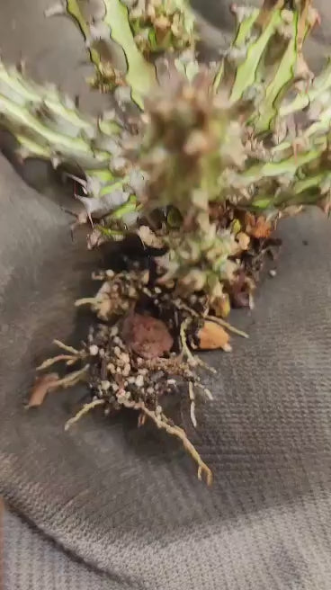 Euphorbia sp. nova Somalia hordio
