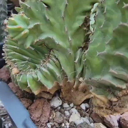 Euphorbia pseudocactus f. cristata