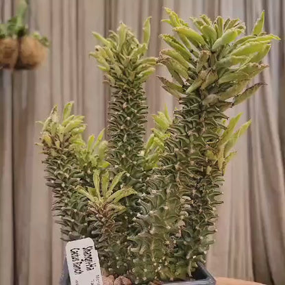 Monadenium schubei ‘Tanzania Red’ - 8 Heads