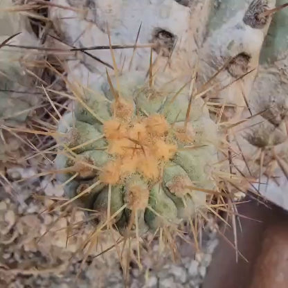 Copiapoa cinerea subs. haseltoniana