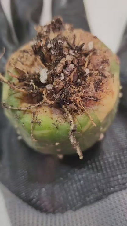 Astrophytum asterias cv. Super Kabuto f. variegata