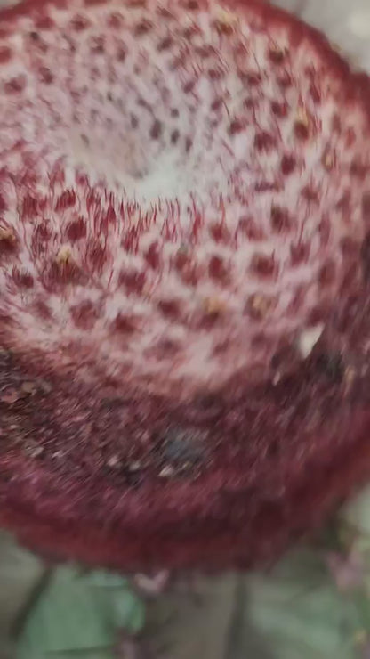 Melocactus bahiensis sap. amethystinus – Turk’s Cap Cactus
