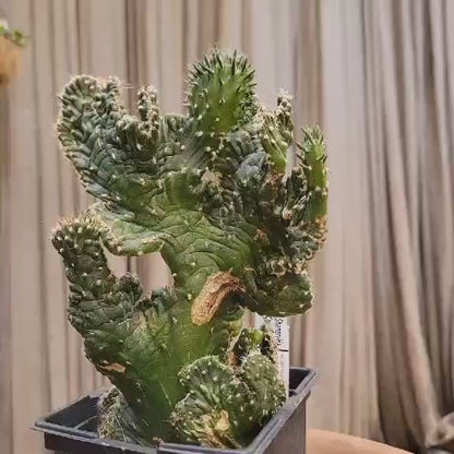 Austrocylindropuntia subulata cristata – Crested Eve's Needle