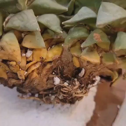 Ariocarpus retusus - Double Head - Seed Grown