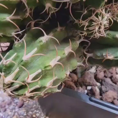 Euphorbia columnaris - Big and loaded with babies!
