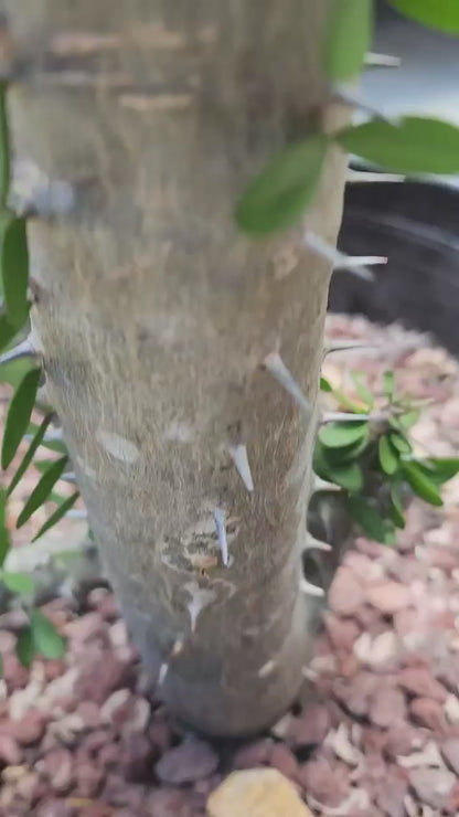 Alluaudia Procera - Madagascar Ocotillo - 6 Feet Tall!