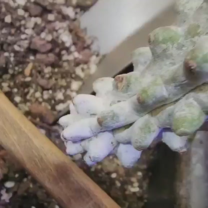 Stenocereus beneckei f. inermis - 21" Tall!
