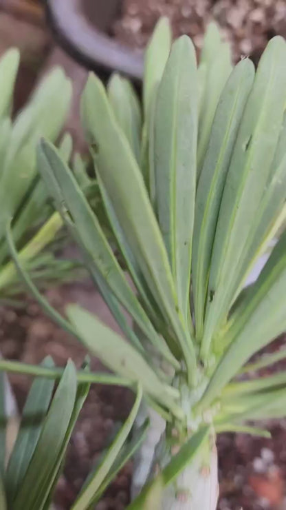 Kleinia neriifolia - Senecio Kleinia - Mermaid Legs - 17" Tall!