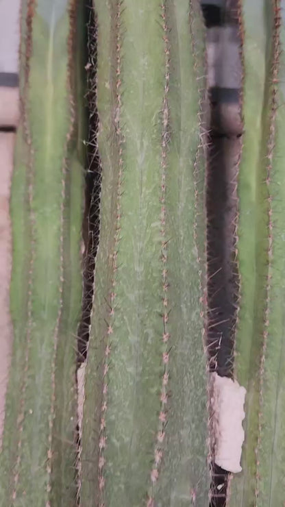 Pilosocereus Fulvilanatus - 4 Arms - 39" Tall!
