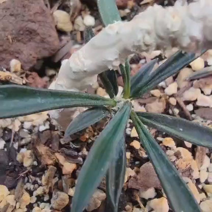 Euphorbia cylindrifolia