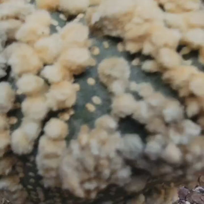 Astrophytum asterias cv. Hanazono