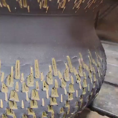 Astrophytum Ornatum cv. Kikko - 10" tall!