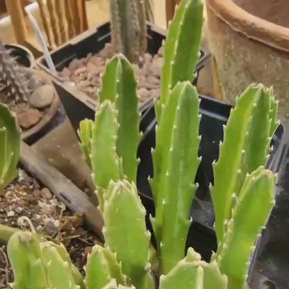 Stapelia gigantea - Carrion Plant