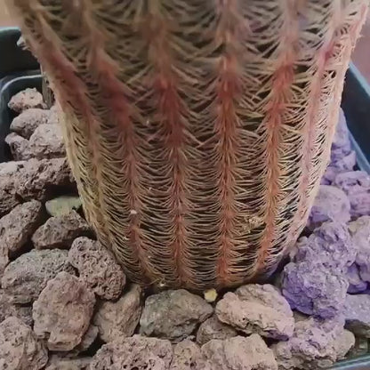 Echinocereus Rigidissimus v. rubispinus - Rainbow Cactus - Last one!