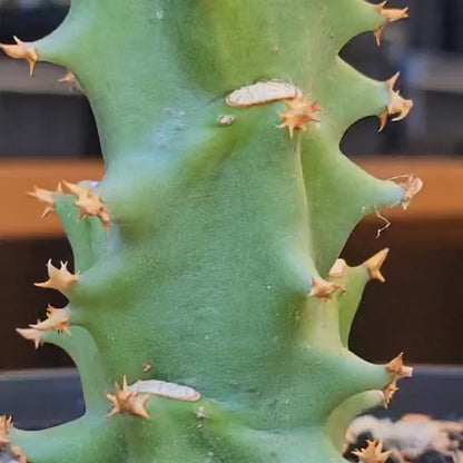 Euphorbia spectabilis - Monadenium spectabile