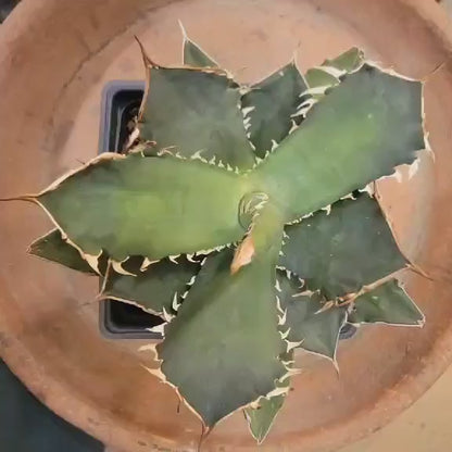 Agave titanota