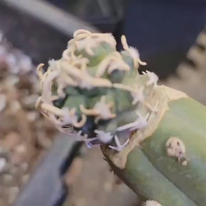 Pediocactus Peeblesianus - Last one!